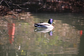 Mallard 山田池公園 Wed, 1/17/2024