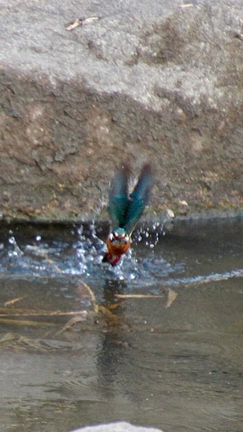 Common Kingfisher 山田池公園 Fri, 1/19/2024