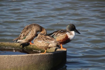 ハシビロガモ 山田池公園 2024年1月5日(金)