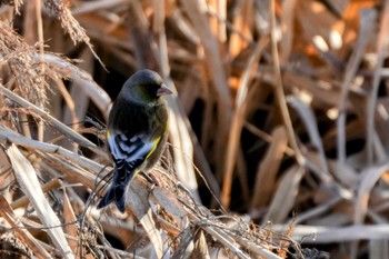 Grey-capped Greenfinch 浅川（高幡不動駅～百草園） Fri, 1/26/2024