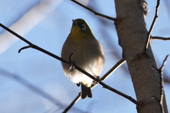 Warbling White-eye 黒川清流公園 Fri, 1/26/2024