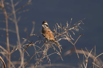 Meadow Bunting 浅川（高幡不動駅～百草園） Fri, 1/26/2024