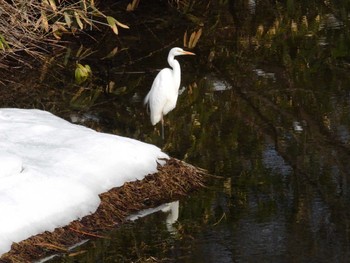 Great Egret 北海道二海郡八雲町豊河町 Thu, 1/18/2024