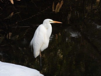 Great Egret 北海道二海郡八雲町豊河町 Thu, 1/18/2024