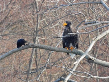 Steller's Sea Eagle 北海道二海郡八雲町豊河町 Thu, 1/18/2024