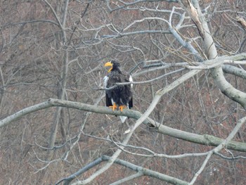 Steller's Sea Eagle 北海道二海郡八雲町豊河町 Thu, 1/18/2024