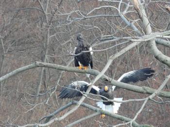 Steller's Sea Eagle 北海道二海郡八雲町豊河町 Thu, 1/18/2024