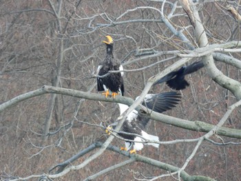 Steller's Sea Eagle 北海道二海郡八雲町豊河町 Thu, 1/18/2024