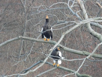 Steller's Sea Eagle 北海道二海郡八雲町豊河町 Thu, 1/18/2024