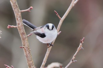 Long-tailed Tit 六甲山 Fri, 1/26/2024