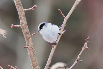 Long-tailed Tit 六甲山 Fri, 1/26/2024