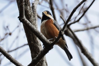 Varied Tit 六甲山 Fri, 1/26/2024