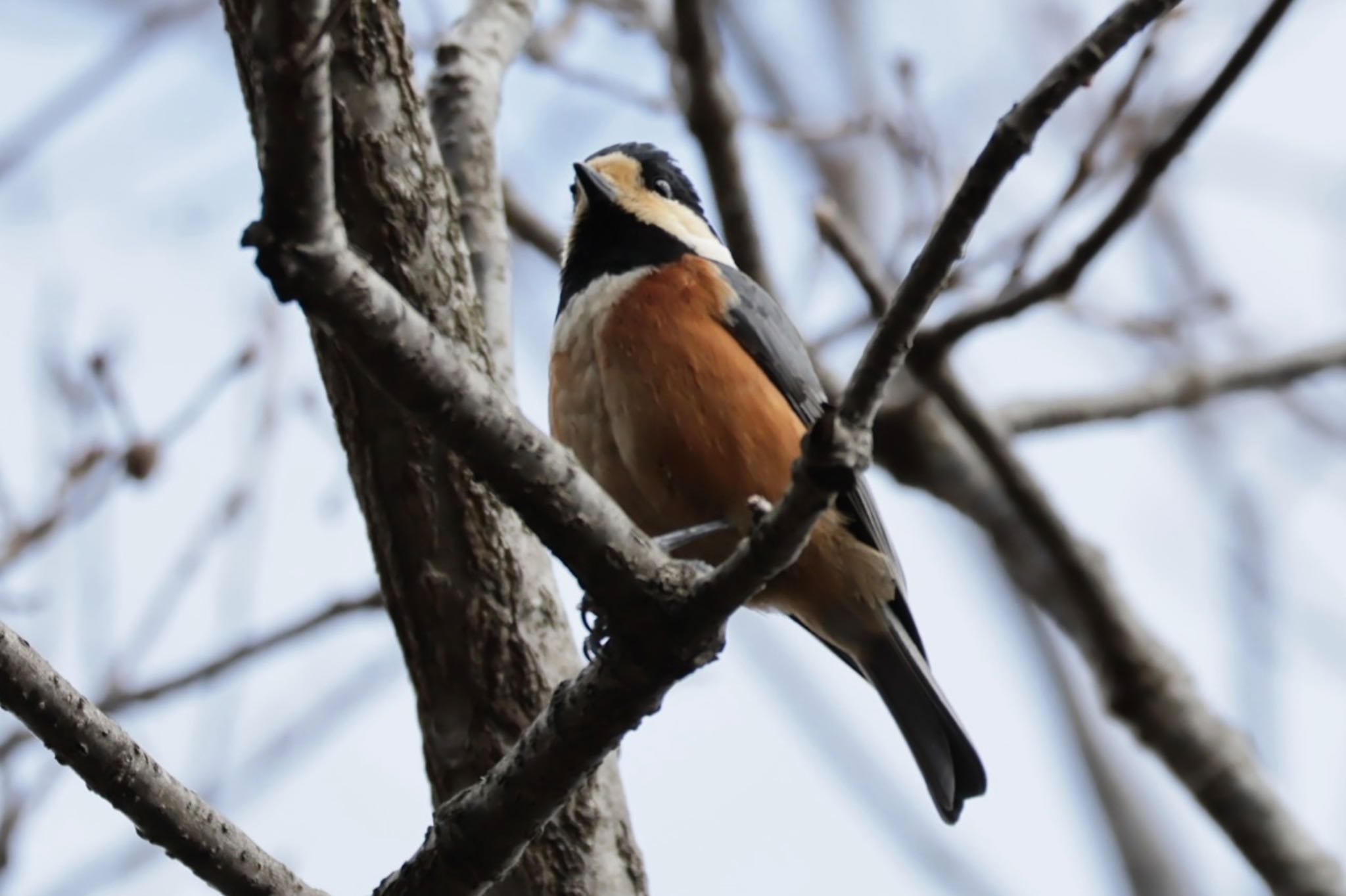 Photo of Varied Tit at 六甲山 by ぼよ