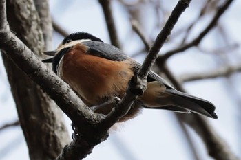 Varied Tit 六甲山 Fri, 1/26/2024