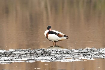 ツクシガモ 渡良瀬遊水地 2024年1月3日(水)