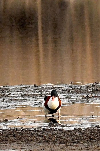 Common Shelduck Watarase Yusuichi (Wetland) Wed, 1/3/2024