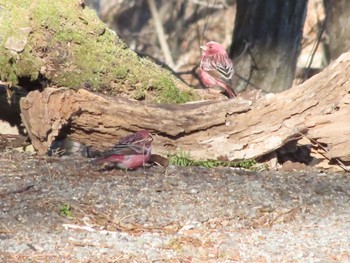 Pallas's Rosefinch 埼玉県県民の森 Fri, 1/26/2024