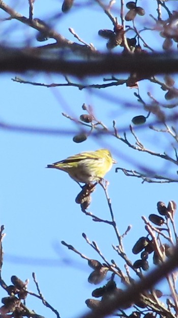 Eurasian Siskin 埼玉県県民の森 Fri, 1/26/2024