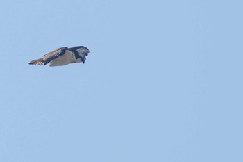 Osprey 涸沼 Tue, 1/9/2024