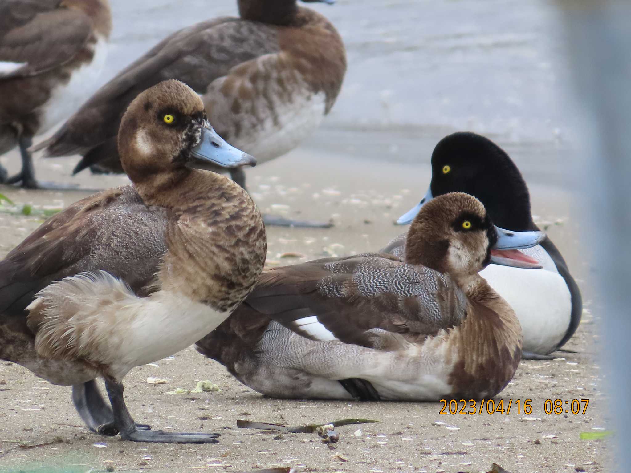 ふなばし三番瀬海浜公園 スズガモの写真 by 生き物好きのY