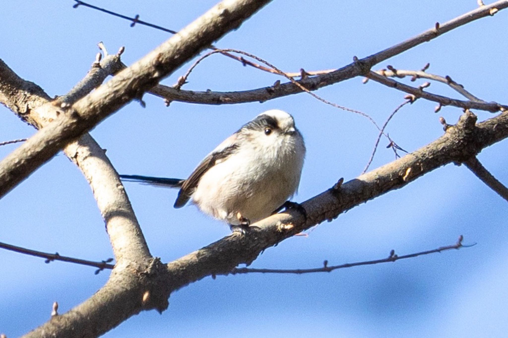 秋ヶ瀬公園(野鳥の森) エナガの写真 by Tomo