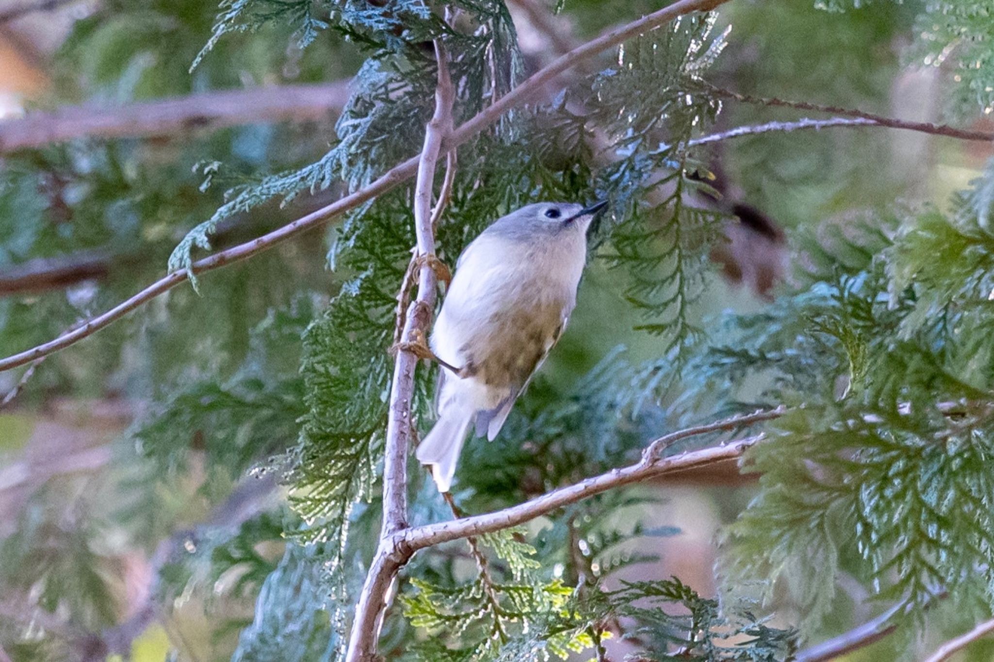 秋ヶ瀬公園(野鳥の森) キクイタダキの写真 by Tomo