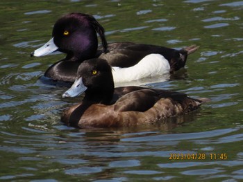 キンクロハジロ こども自然公園 (大池公園/横浜市) 2023年4月28日(金)