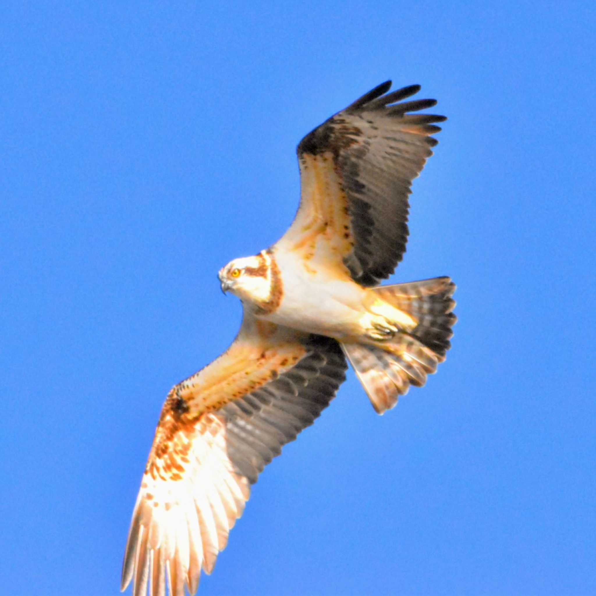 魚見えないよぅ🦅 by ぎたふぐ