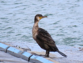 ウミウ 志津川湾 2024年1月23日(火)