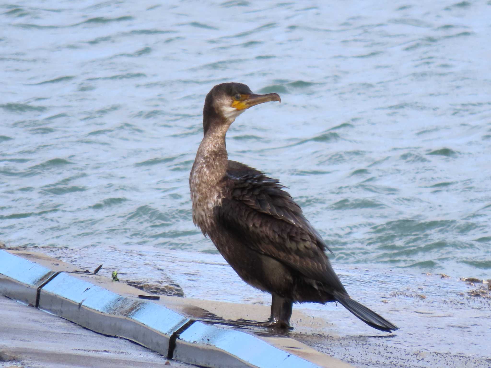 Japanese Cormorant