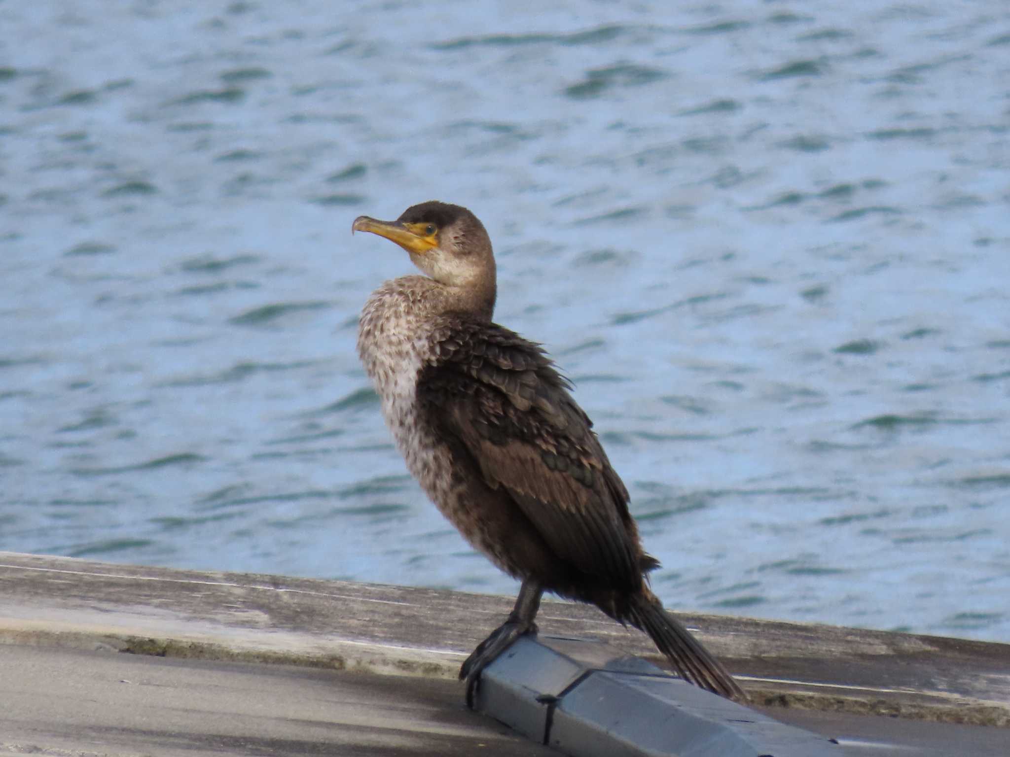 Japanese Cormorant