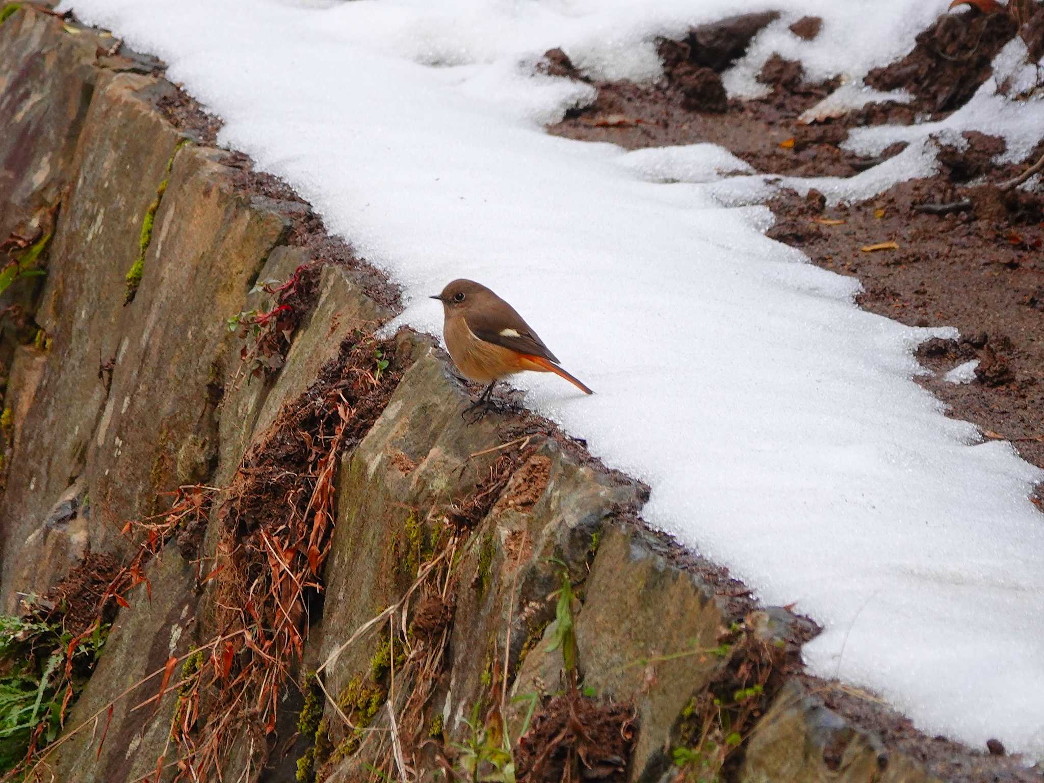 Photo of Daurian Redstart at 稲佐山公園 by M Yama