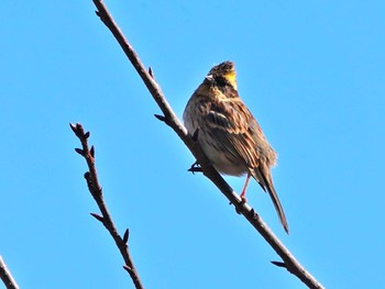 Yellow-throated Bunting 稲佐山公園 Fri, 1/26/2024