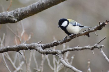 Japanese Tit ＭＦ Thu, 1/11/2024