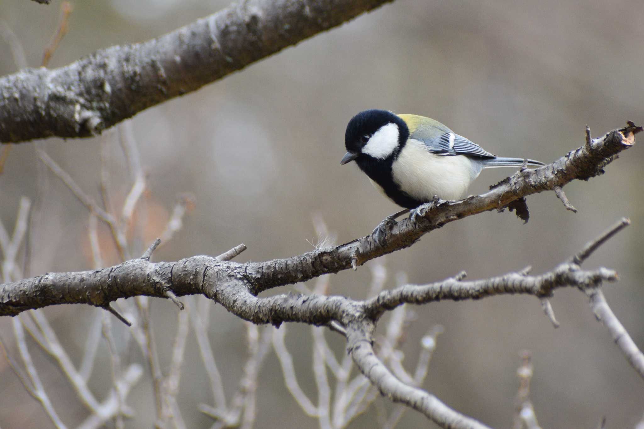 Photo of Japanese Tit at ＭＦ by NM🐥📷