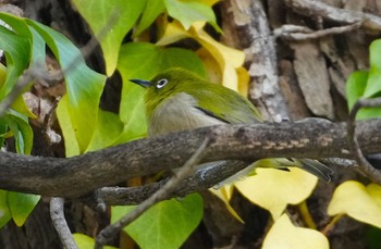 Warbling White-eye 万代池 Fri, 1/26/2024