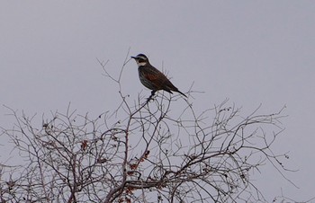 Dusky Thrush 万代池 Fri, 1/26/2024