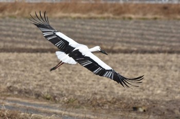 コウノトリ 板倉町 2024年1月13日(土)