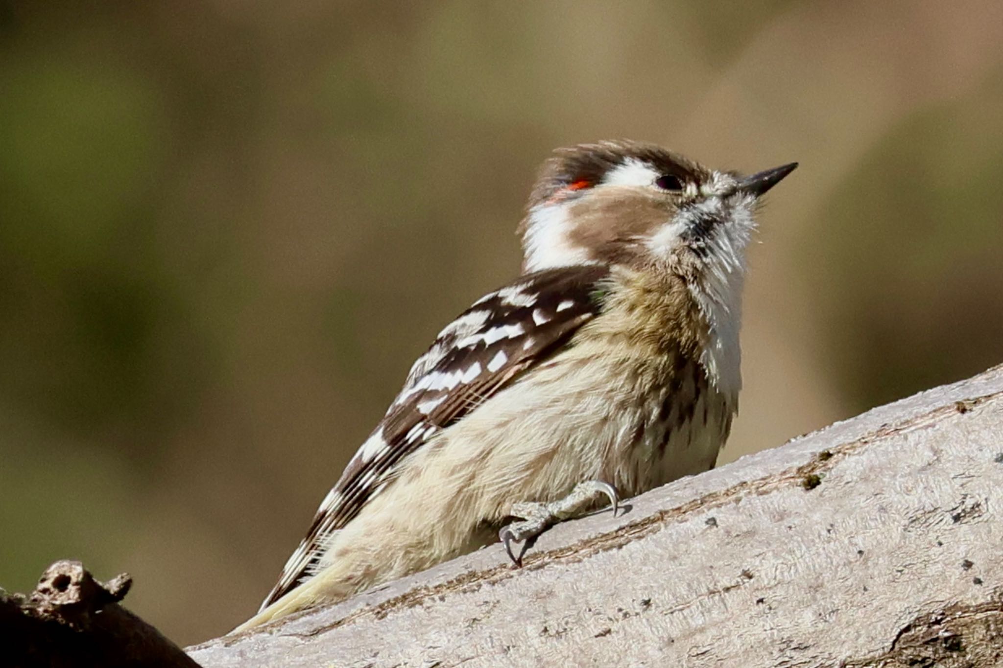 Japanese Pygmy Woodpecker