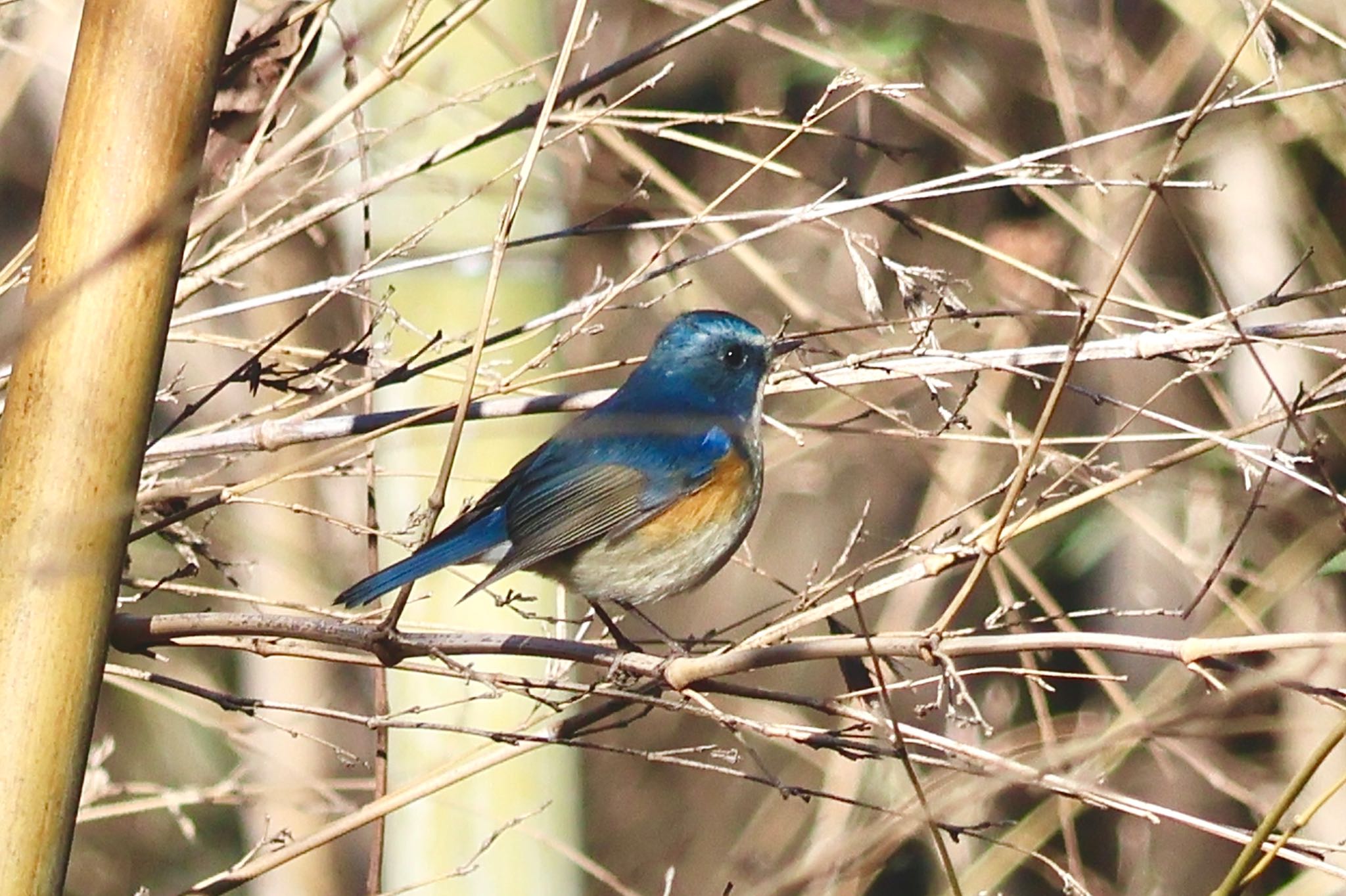 Red-flanked Bluetail