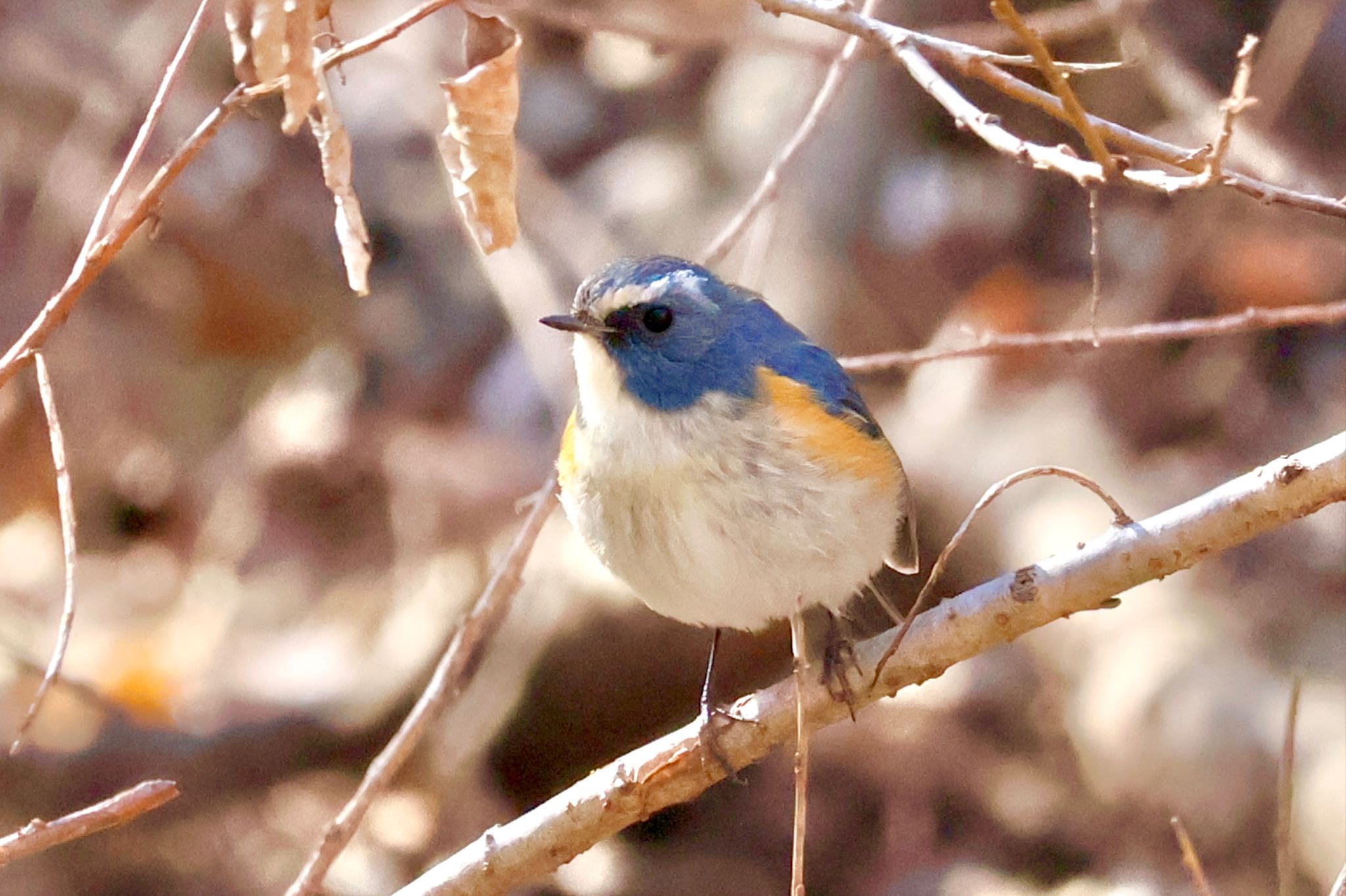 Red-flanked Bluetail