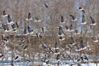 Greater White-fronted Goose Izunuma Fri, 1/26/2024