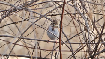 2024年1月26日(金) 平城宮跡の野鳥観察記録