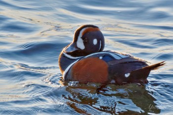 Harlequin Duck 平磯海岸 Sat, 12/23/2023