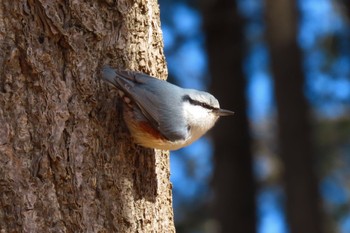 Eurasian Nuthatch 都内 Wed, 1/24/2024