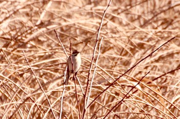 Common Reed Bunting 羽村堰 左岸 Thu, 1/25/2024