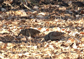 2024年1月26日(金) 舞岡公園の野鳥観察記録