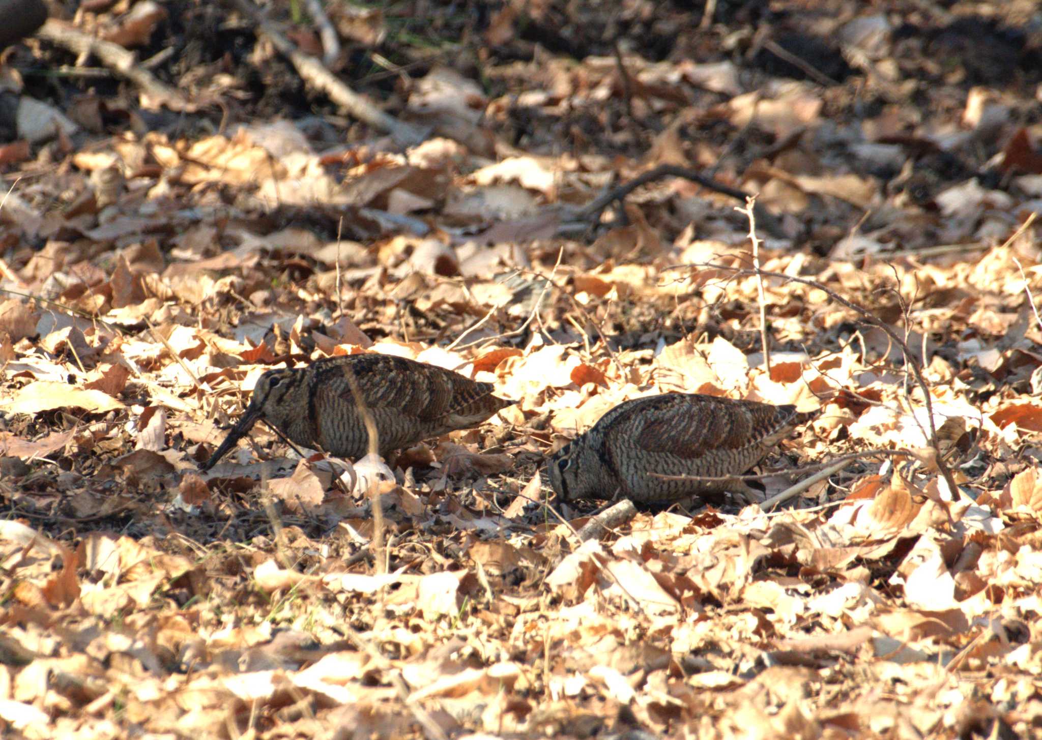 Eurasian Woodcock