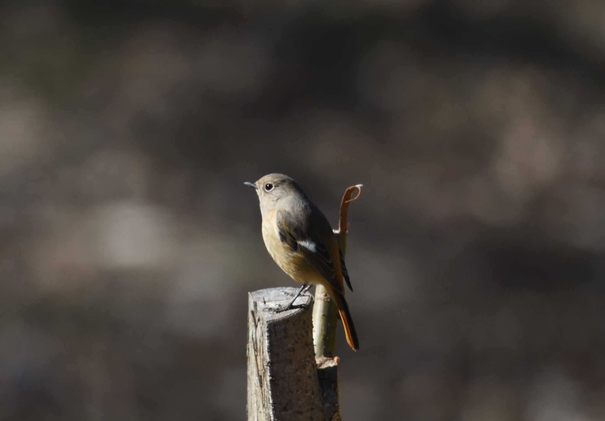 Daurian Redstart