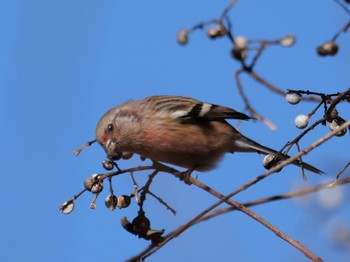 Siberian Long-tailed Rosefinch 麻機遊水地 Wed, 1/24/2024